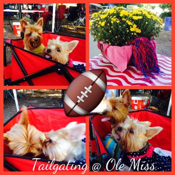 Grove Tailgating Services - Party Equipment Rentals Near Me Grove Tailgating Services - Party Equipment Rentals Near Me