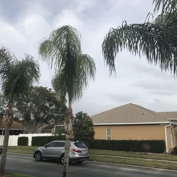 Morris Tree Service - They cleaned up the cuts from previous trimmings.  Looks very nice. - Tree Services Near Me - Holiday, Florida