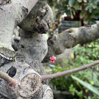 Pao-Hua Buddhist Temple - Cool tree with a blossom stick to a spider web - Buddhist Temples Near Me - San Jose, California Pao-Hua Buddhist Temple - Cool tree with a blossom stick to a spider web - Buddhist Temples Near Me - San Jose, California