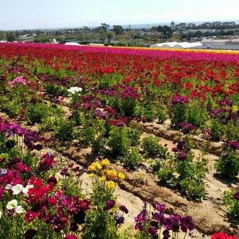 The Flower Fields - Venues & Event Spaces Near Me - Carlsbad, California