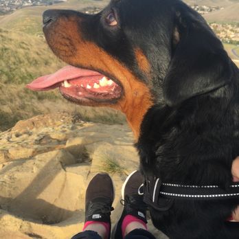 Paws Cause Low-Cost Pet Cremation  - Pet Cremation Services Near Me - Los Angeles, California