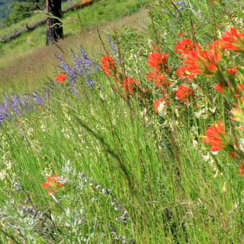 Hells Canyon National Recreation Area - Wildflowers along the trail in May. - Hiking Near Me - Wallowa, Oregon