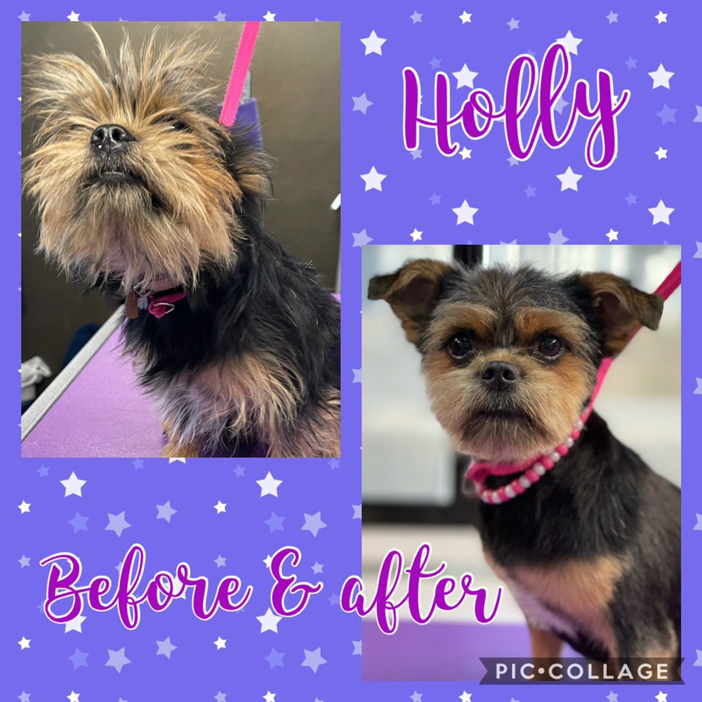 KELLEY’S MOBILE GROOMING Updated July 2024 149 Photos & 33 Reviews