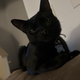 my cat 2 weeks post-op :) my cat 2 weeks post-op :)