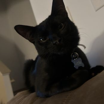 Paws for a Cause Vet Care - my cat 2 weeks post-op :) - Veterinarians Near Me - Naperville, Illinois Paws for a Cause Vet Care - my cat 2 weeks post-op :) - Veterinarians Near Me - Naperville, Illinois