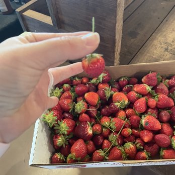 Oak Haven Farms  - Ranches Near Me - Sorrento, Florida