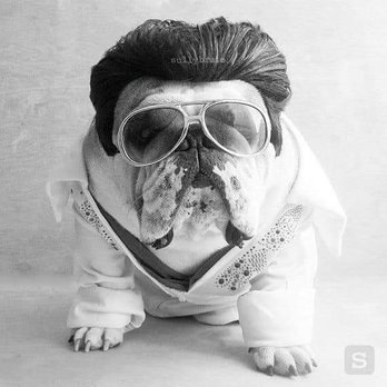 Bark San Antonio - Elvis is in the building - Pet Groomers Near Me - San Antonio, Texas Bark San Antonio - Elvis is in the building - Pet Groomers Near Me - San Antonio, Texas