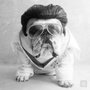 Photo of Bark San Antonio