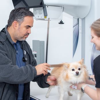 Pets4Life - Veterinarians Near Me - Highland Park, Illinois Pets4Life - Veterinarians Near Me - Highland Park, Illinois