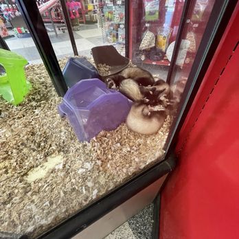 Petco - Ferrets - Pet Stores Near Me - Richardson, Texas Petco - Ferrets - Pet Stores Near Me - Richardson, Texas