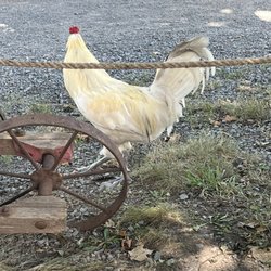 Kinsip House of Fine Spirits - White Rooster