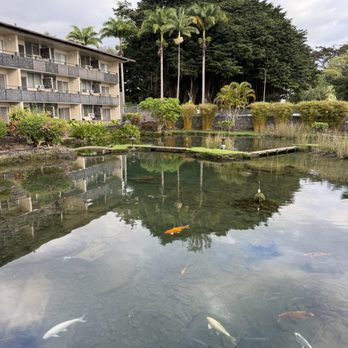 SCP Hilo Hotel - Koi pond - Hotels Near Me - Hilo, Hawaii