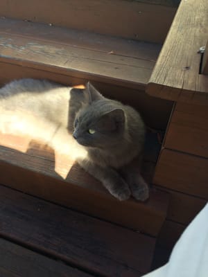 Little Room Jazz Club by null