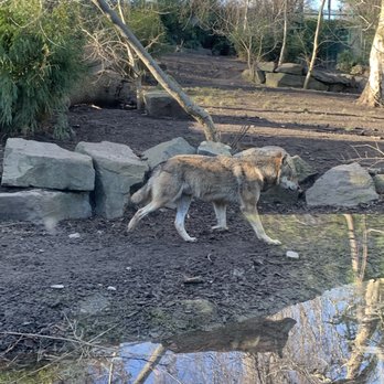 Dublin Zoo - Wolf - Zoos Near Me - Dublin, D Dublin Zoo - Wolf - Zoos Near Me - Dublin, D