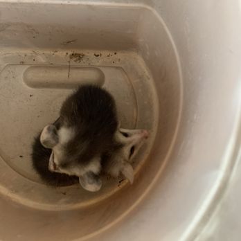 Ojai Raptor Center - Two baby possums - Community Service/Non-Profit Near Me - Ojai, California Ojai Raptor Center - Two baby possums - Community Service/Non-Profit Near Me - Ojai, California