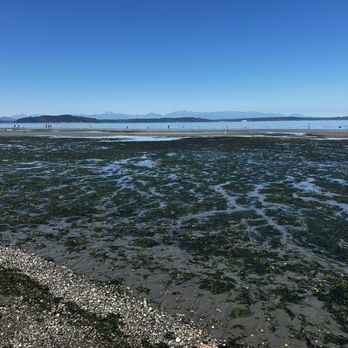 Alki Beach Park - Lots of seaweed - Parks Near Me - Seattle, Washington Alki Beach Park - Lots of seaweed - Parks Near Me - Seattle, Washington