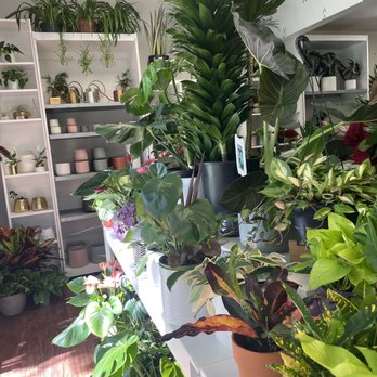 Plant Terra - Nurseries & Gardening Near Me - Hayward, California Plant Terra - Nurseries & Gardening Near Me - Hayward, California