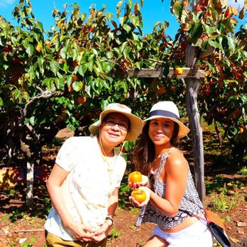 Hashimoto Persimmon Farm - Gotta represent - Farms Near Me - Kula, Hawaii
