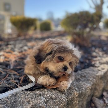 Homestead Acres - Boomer - Pet Breeders Near Me - Middletown, Delaware Homestead Acres - Boomer - Pet Breeders Near Me - Middletown, Delaware