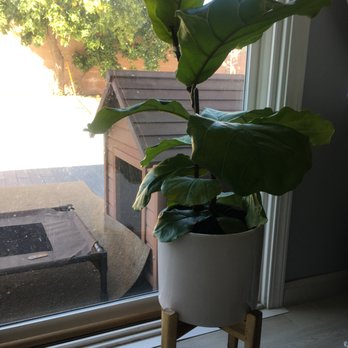 Rainbow - Fiddle Leaf Tree/Plant - Nurseries & Gardening Near Me - Rosemead, California Rainbow - Fiddle Leaf Tree/Plant - Nurseries & Gardening Near Me - Rosemead, California