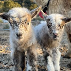 Farm Friendz