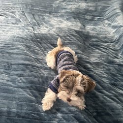 Fur Babies toy Schnauzers