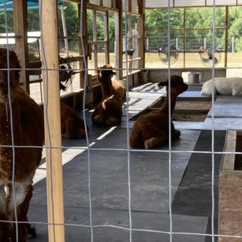 Northern Solstice Alpaca Farm - Attraction Farms Near Me - Unity, Maine