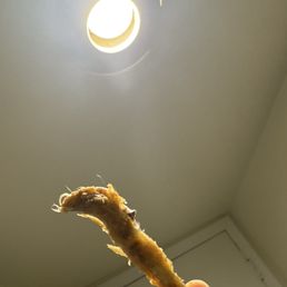 Doesn't clean chicken correctly