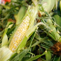 Palombo Farms Market