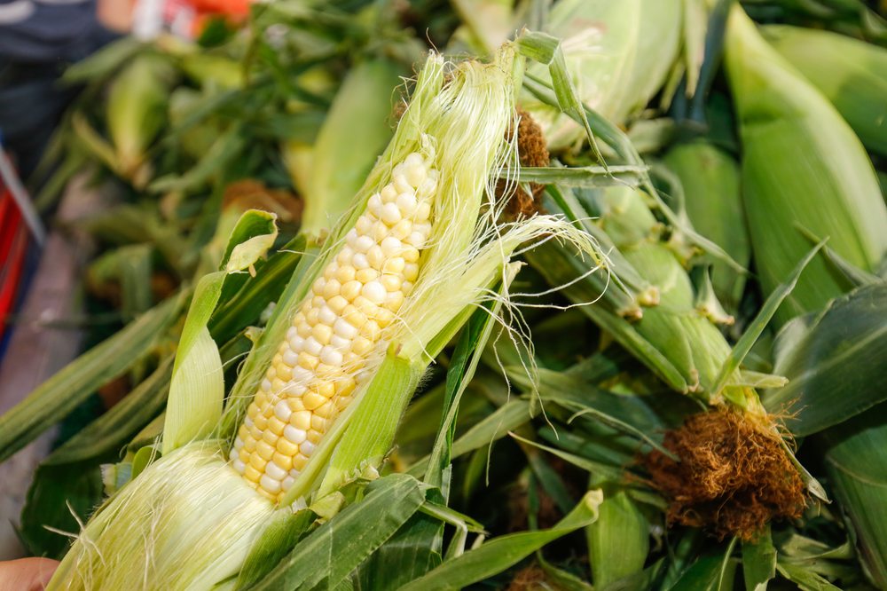 Palombo Farms Market Logo