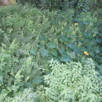 Hilltop Arboretum - Tropical plants - Parks Near Me - Baton Rouge, Louisiana Hilltop Arboretum - Tropical plants - Parks Near Me - Baton Rouge, Louisiana