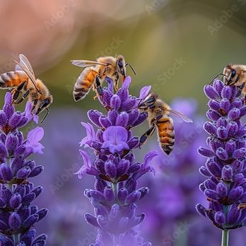3 Cleaning Bees - Home Cleaning Near Me 3 Cleaning Bees - Home Cleaning Near Me