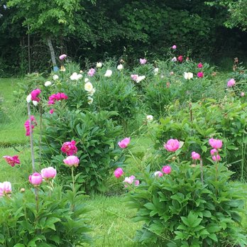 Full Bloom Farm - Peony garden - Guest Houses Near Me - Lummi Island, Washington