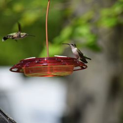 Female ruby throated hummingbirds