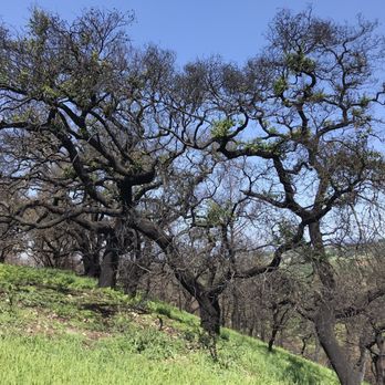 Sonoma County Regional Parks - Shiloh Ranch spring after the October fire - Parks Near Me - Santa Rosa, California Sonoma County Regional Parks - Shiloh Ranch spring after the October fire - Parks Near Me - Santa Rosa, California