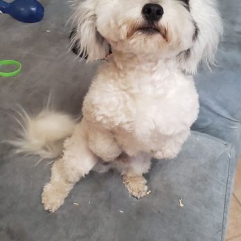 Furtastic Grooming - A week after grooming so dont judge based on this look! Lol! He was much fluffier, but still looks good! - Pet Groomers Near Me - Albuquerque, New Mexico