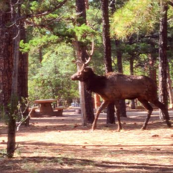 Mather Campground Camp Store - Elk were everywhere!! - Campgrounds Near Me - Grand Canyon Village, Arizona Mather Campground Camp Store - Elk were everywhere!! - Campgrounds Near Me - Grand Canyon Village, Arizona
