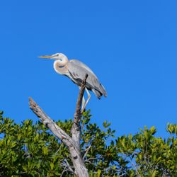 Community Tours Sian Ka’an - ANCIENT CANAL SIAN KAAN BIRD
