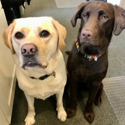 Alber Hearing Services - Office dogs!