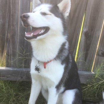 PetSmart Dog Training - Before the Cut - Pet Stores Near Me - Memphis, Tennessee