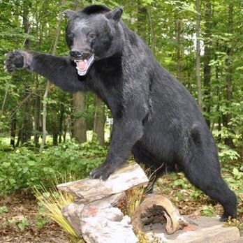 Wildcat Taxidermy - Taxidermy Near Me - Boyce, Virginia Wildcat Taxidermy - Taxidermy Near Me - Boyce, Virginia