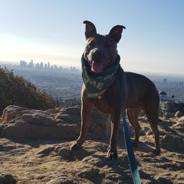 Exercising active dogs is paramount to your mutual happiness!