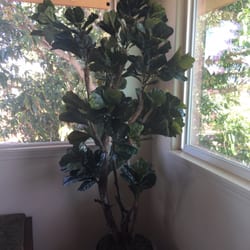 Silkwood Wholesale - Fig tree 6' tall with wicker basket.