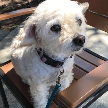 Klatch Coffee - Miss Lola enjoying the California sunshine on a Friday. - Coffee & Tea Near Me - Rancho Cucamonga, California