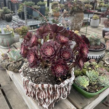 Shuna’s Succulent House - Nurseries & Gardening Near Me - Chino, California