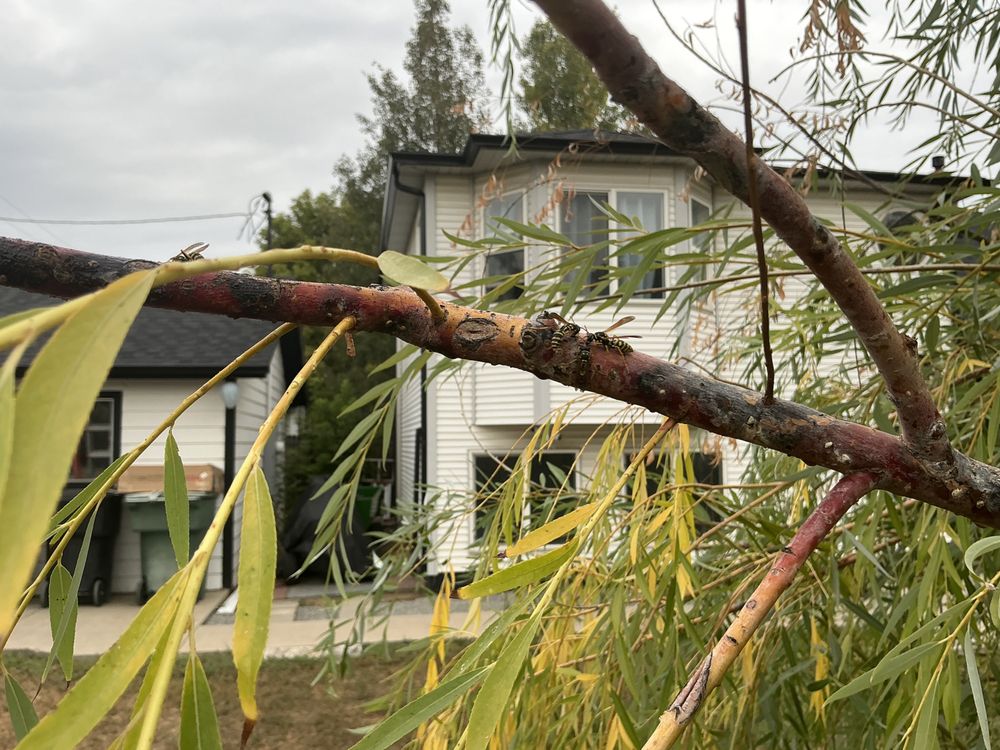 Altitude Arborist - tree service in Broomfield, CO