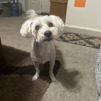 Pets In Style Grooming - After - Pet Groomers Near Me - Lancaster, California