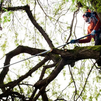 Vitalitree - Making end weight reduction cuts far out on large branches high in the sky to reduce risk of failure - Tree Services Near Me - Seattle, Washington Vitalitree - Making end weight reduction cuts far out on large branches high in the sky to reduce risk of failure - Tree Services Near Me - Seattle, Washington