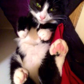 Boote Home For Cats - Doll (previously Elysia) waiting for a tummy rub, adopted from Boote Home for Cats. - Pet Sitting Near Me - Liverpool, XMS