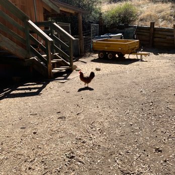 YMCA Raintree Ranch - CHICKEN!!!! - Summer Camps Near Me - Julian, California YMCA Raintree Ranch - CHICKEN!!!! - Summer Camps Near Me - Julian, California